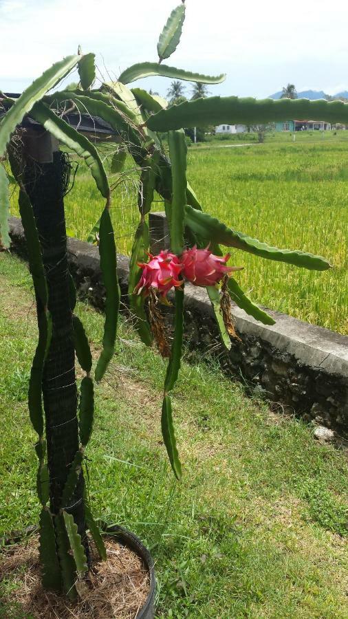 Tanabendang Banglos Pantai Cenang  Dış mekan fotoğraf